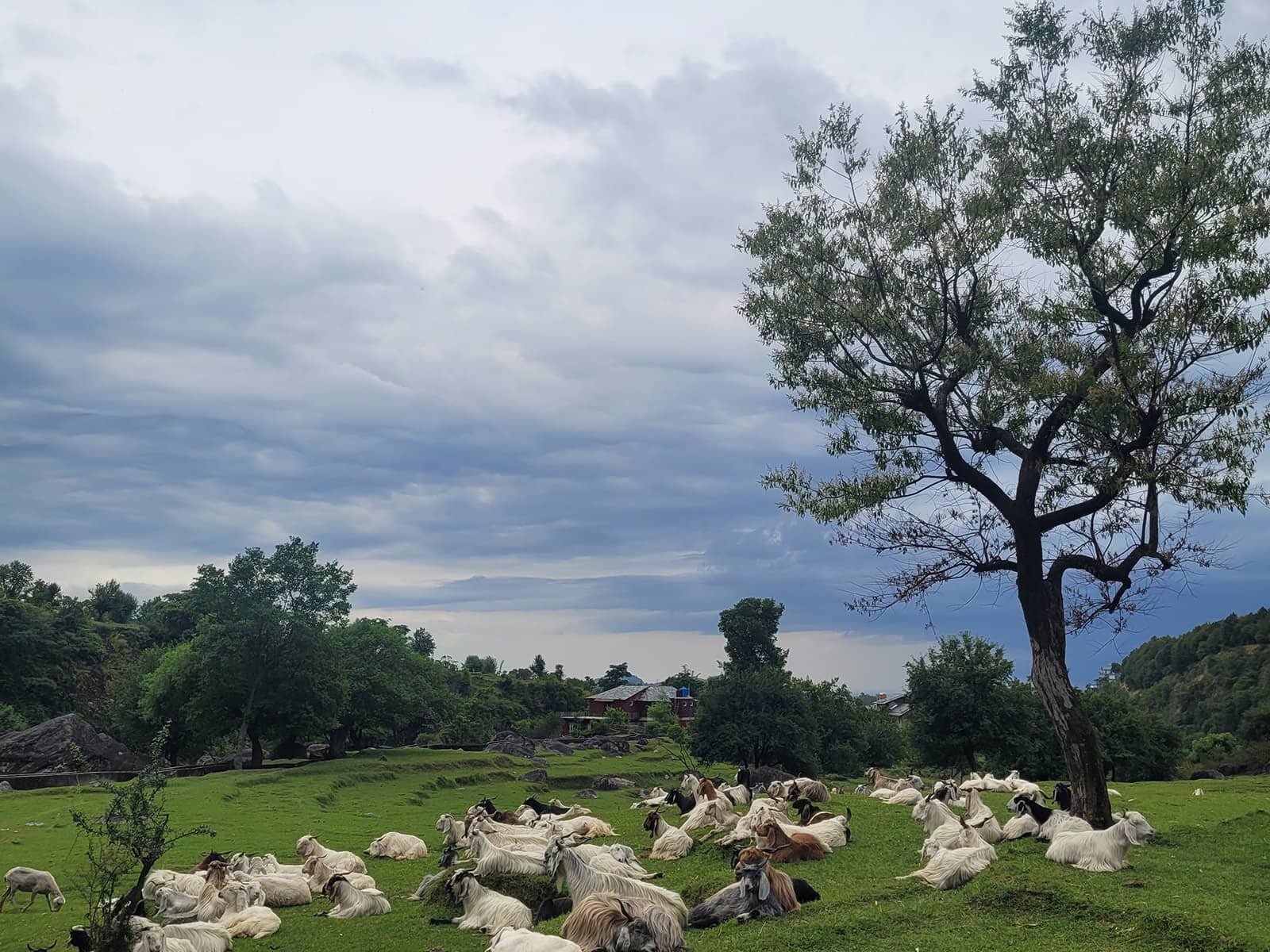 Himachal green pastoral meadow with sheep and trees