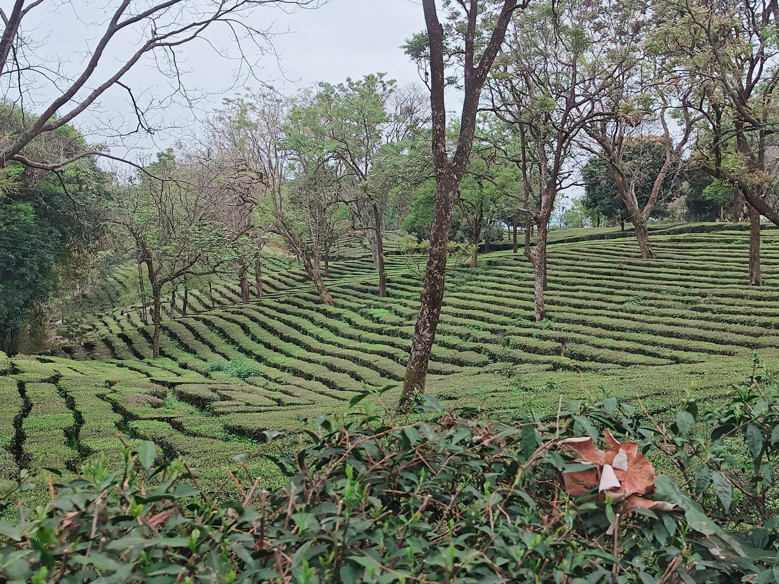 Palampur rolling tea gardens