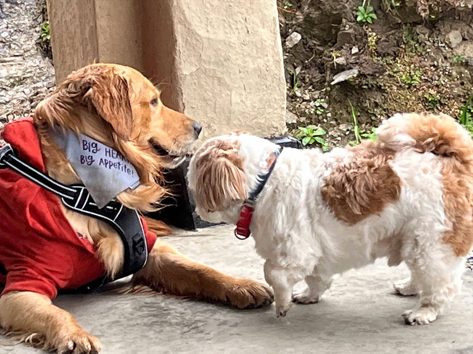Pet friendly dogs playing happily in the mountains