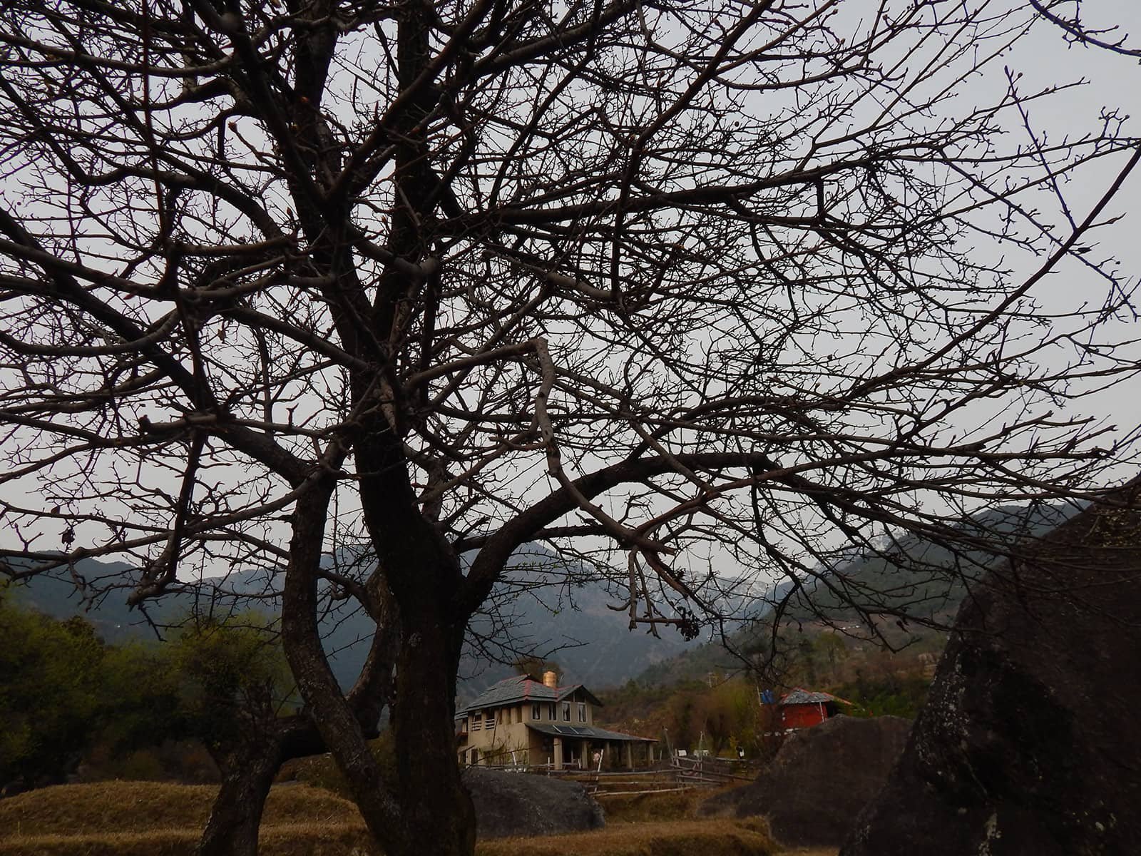 Atmospheric tree framing The Earth House